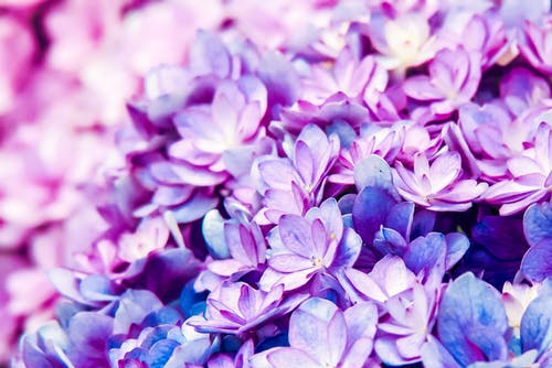 Detail Background Flower Purple Nomer 42