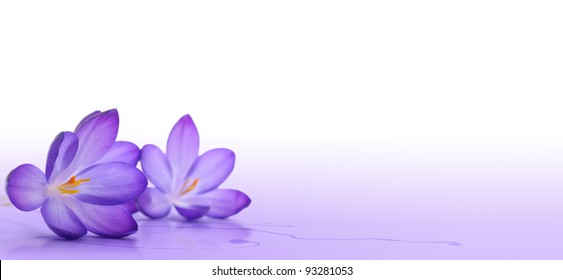 Detail Background Flower Purple Nomer 43