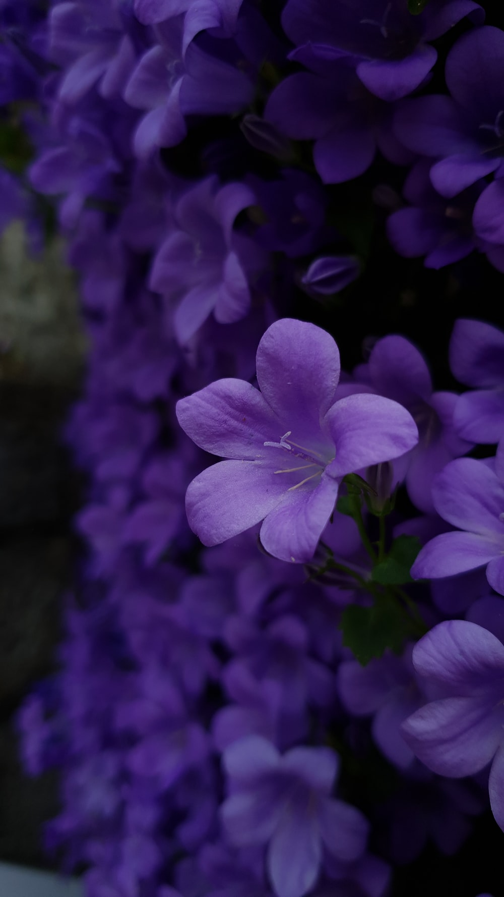 Detail Background Flower Purple Nomer 6