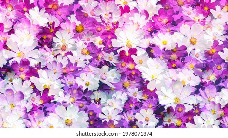 Detail Background Flower Purple Nomer 57