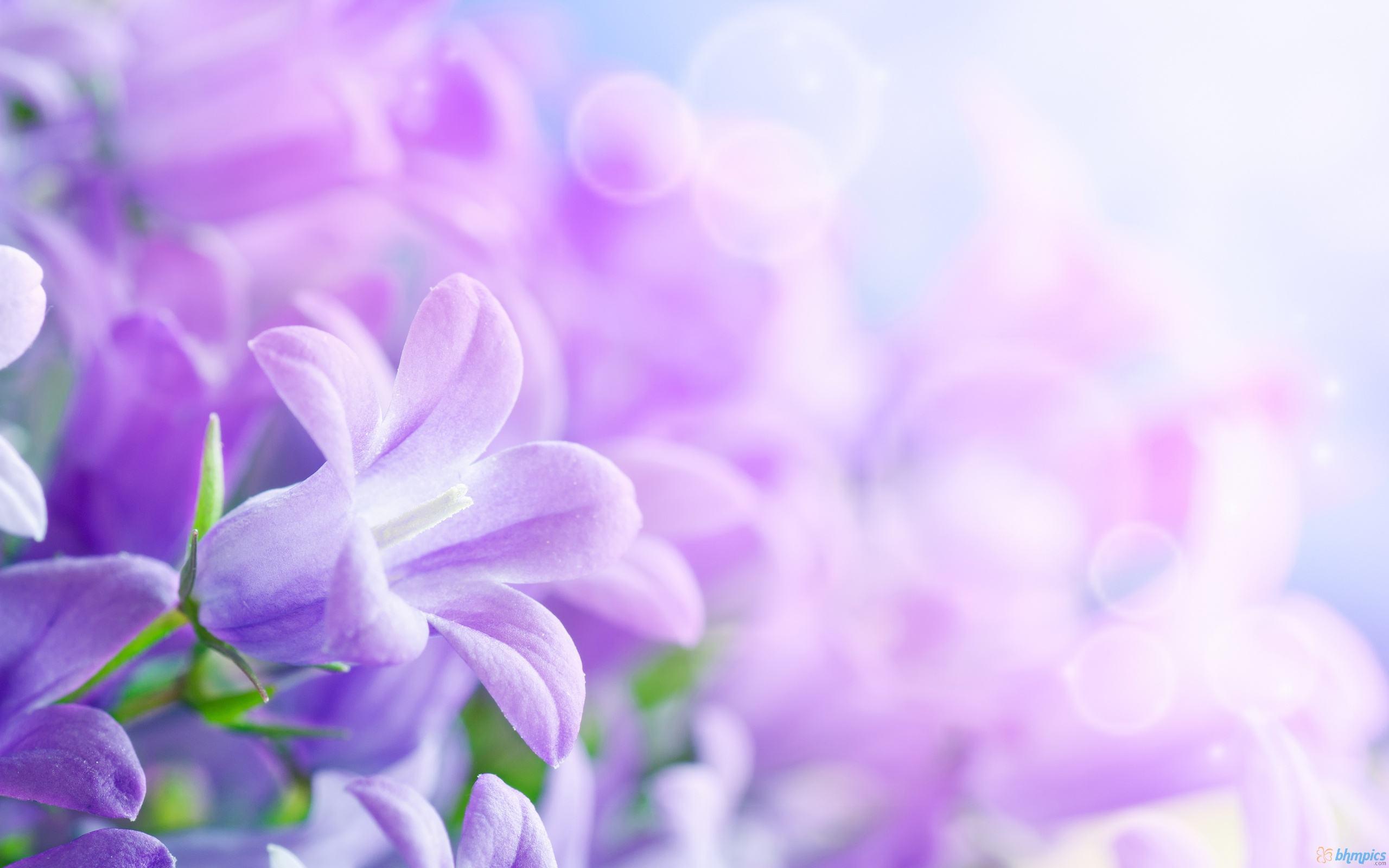 Detail Background Flower Purple Nomer 8