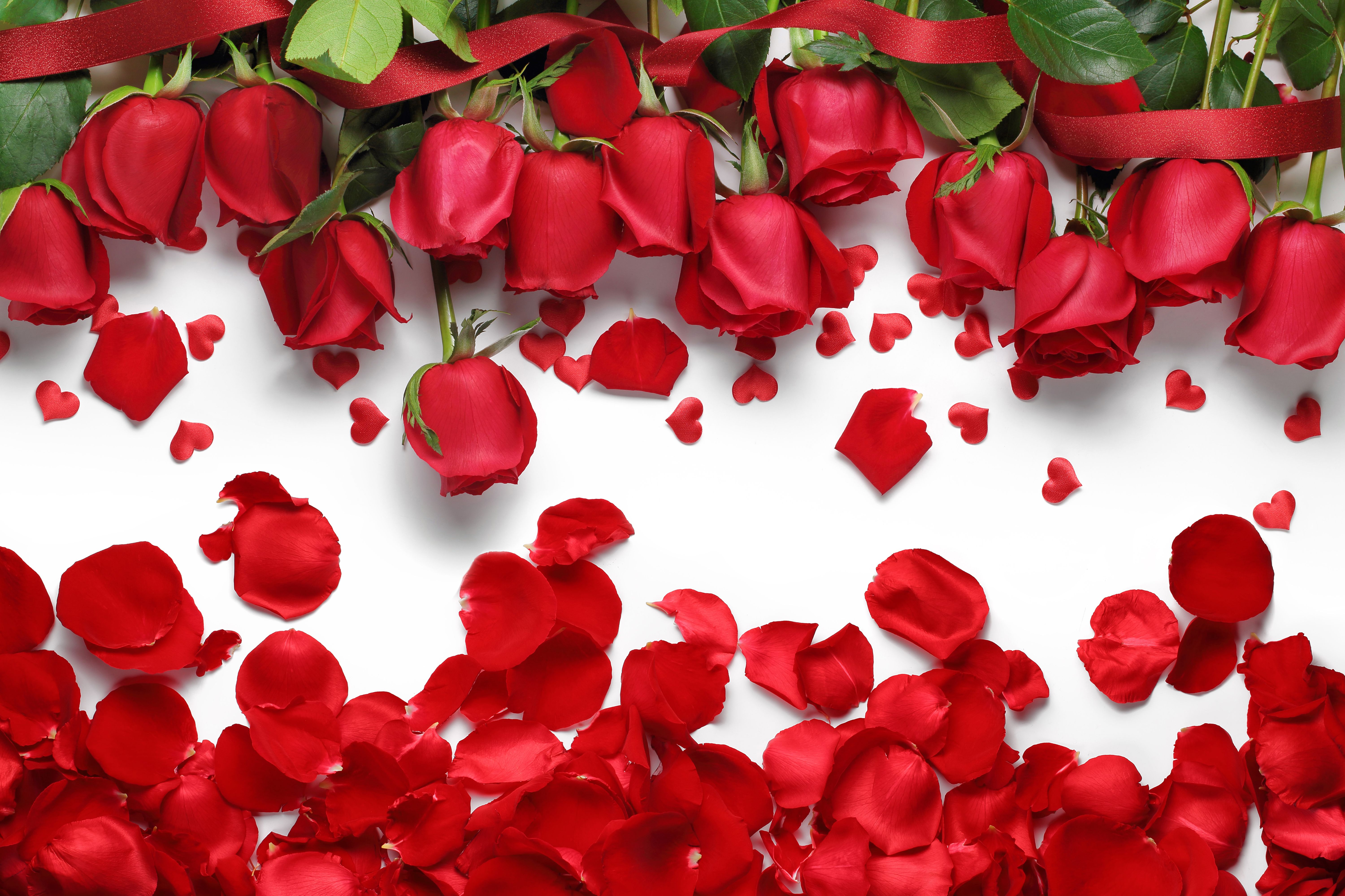 Download Background Flower Red Nomer 6