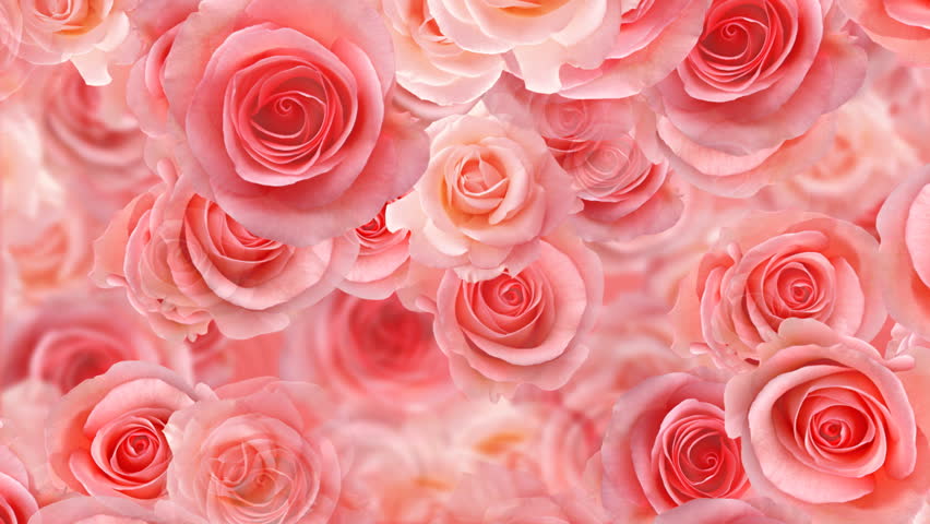 Detail Background Flower Rose Nomer 13