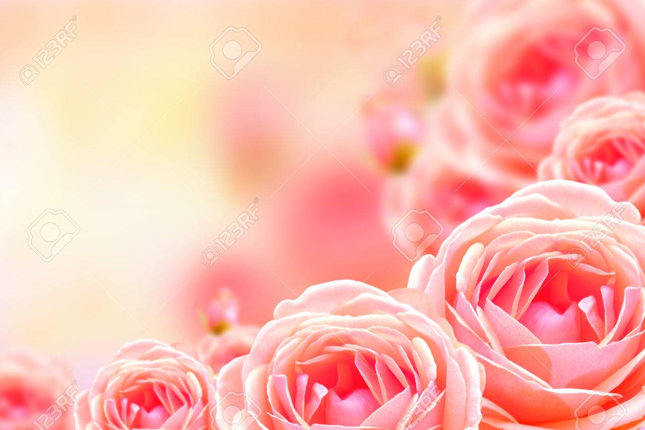 Detail Background Flower Rose Nomer 15