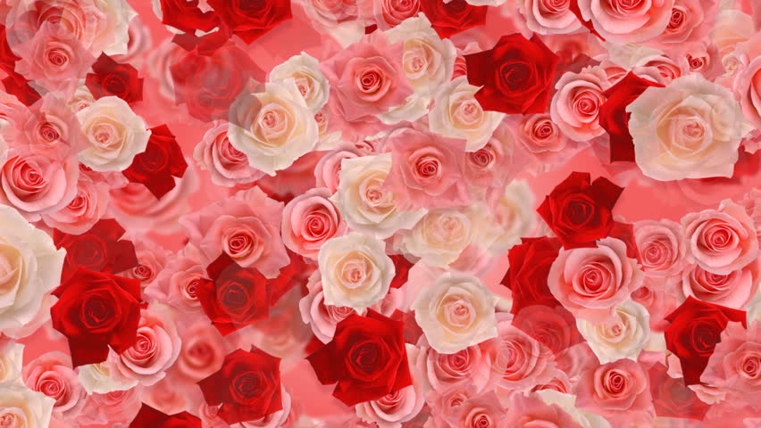 Detail Background Flower Rose Nomer 25