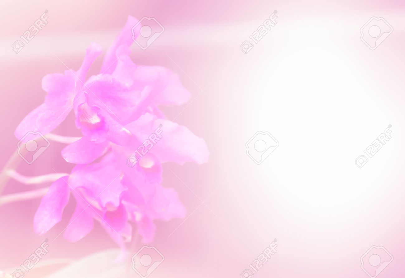 Detail Background Flower Soft Nomer 29