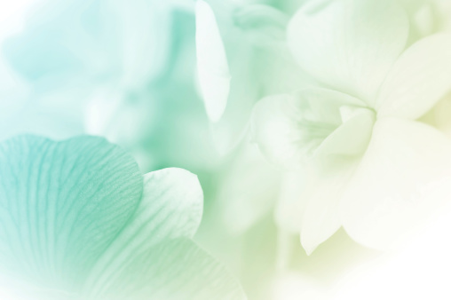 Detail Background Flower Soft Nomer 32