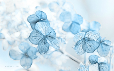 Detail Background Flower Soft Nomer 43