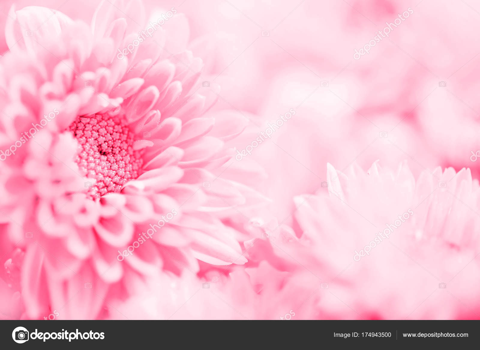 Detail Background Flower Soft Nomer 46