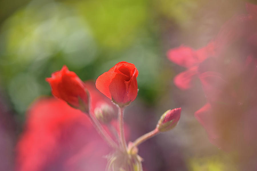 Detail Background Flower Soft Nomer 56