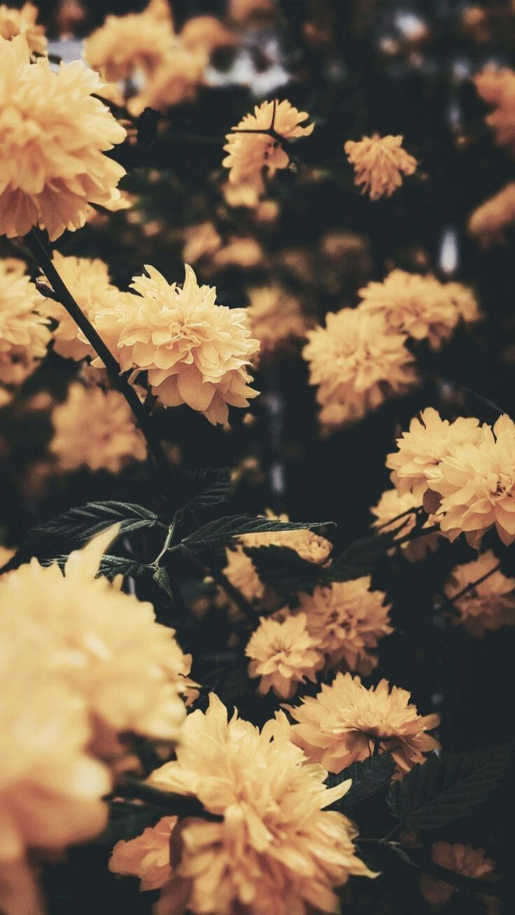 Detail Background Flower Tumblr Nomer 11