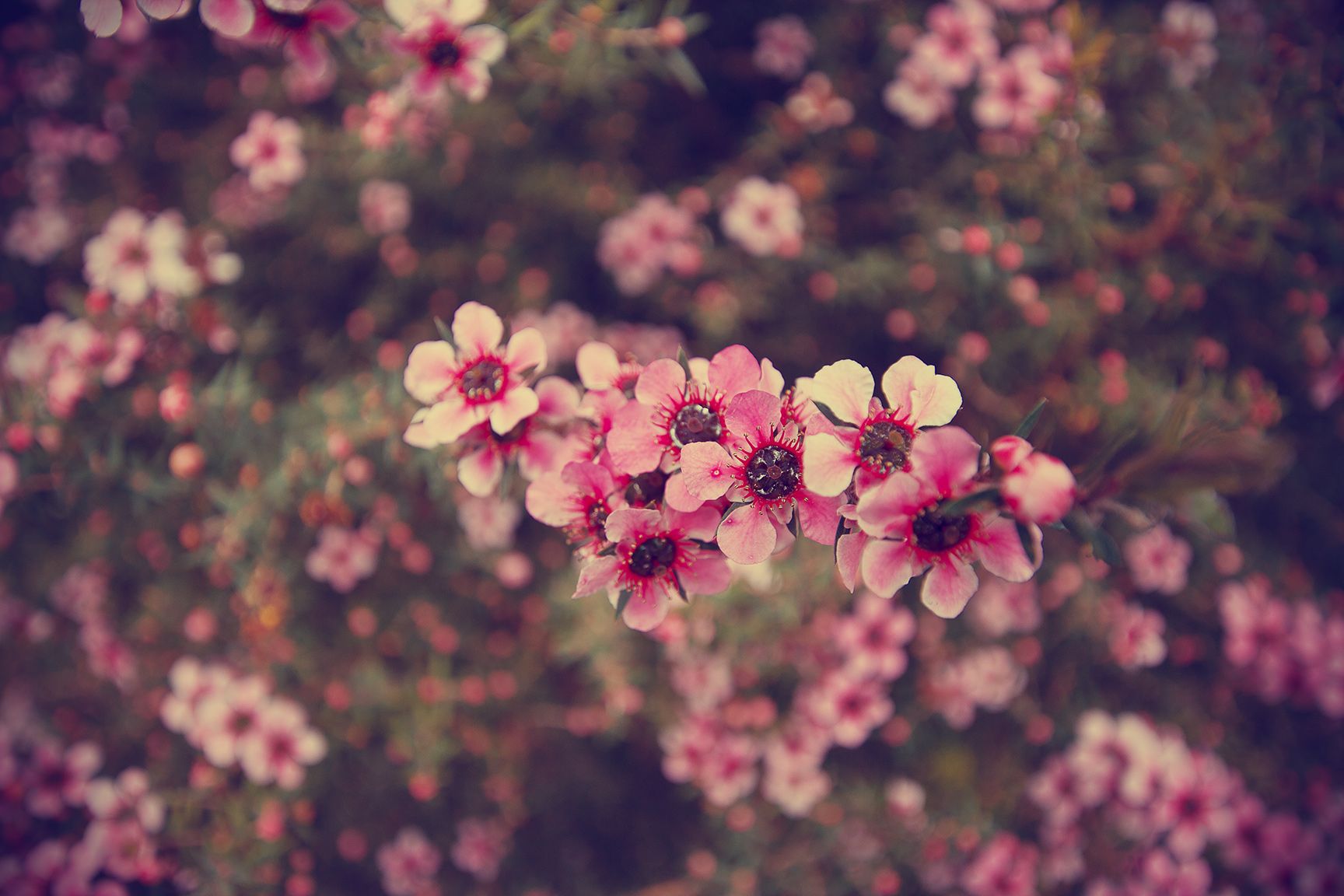 Detail Background Flower Tumblr Nomer 28