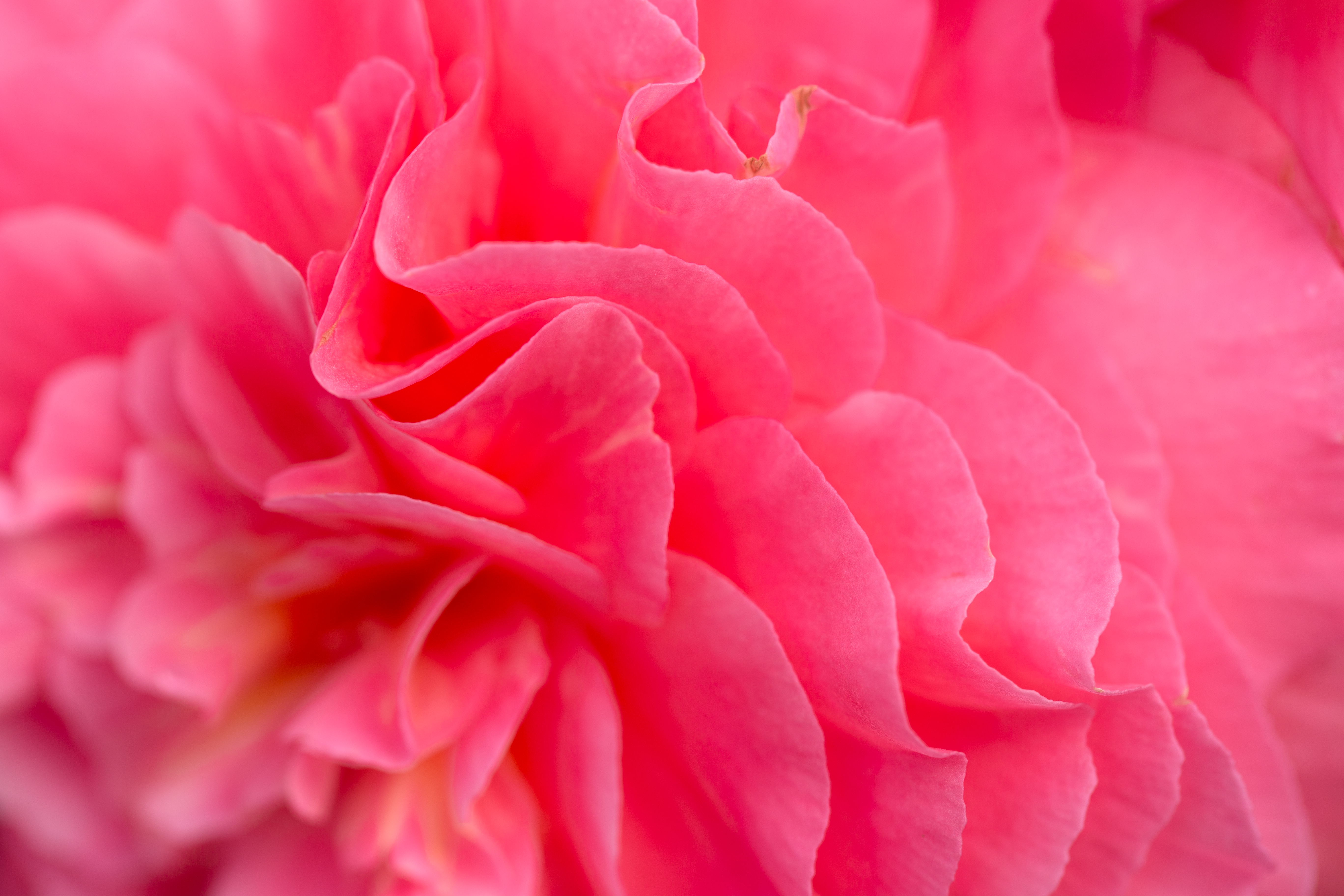 Detail Background Flowers Pink Nomer 37
