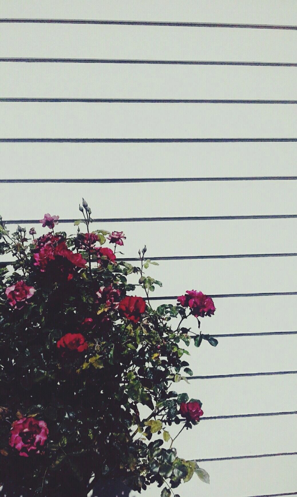 Detail Background Flowers Tumblr Nomer 27