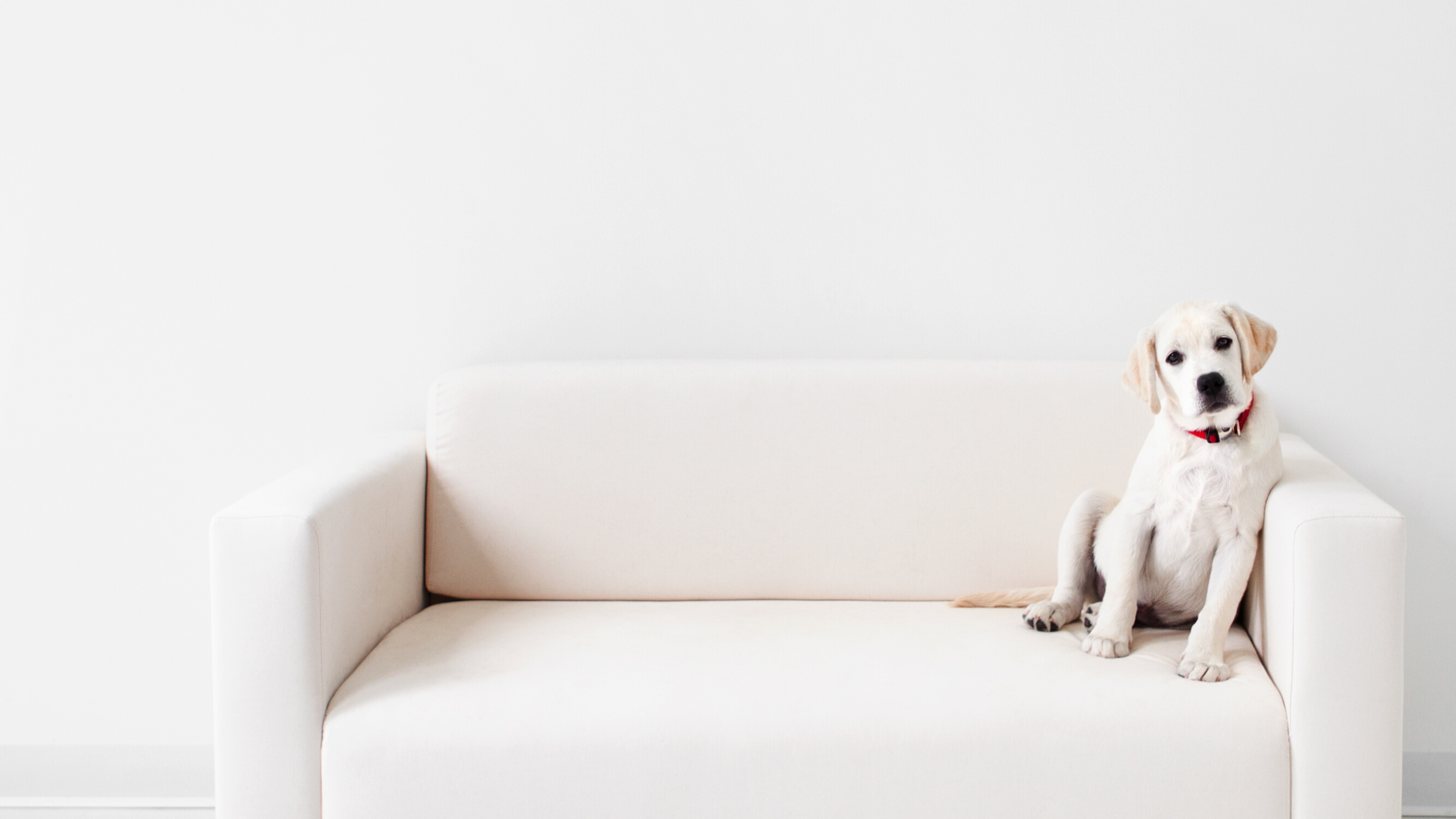 Detail Background For Dog Photos Nomer 19