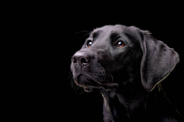 Detail Background For Dog Photos Nomer 20