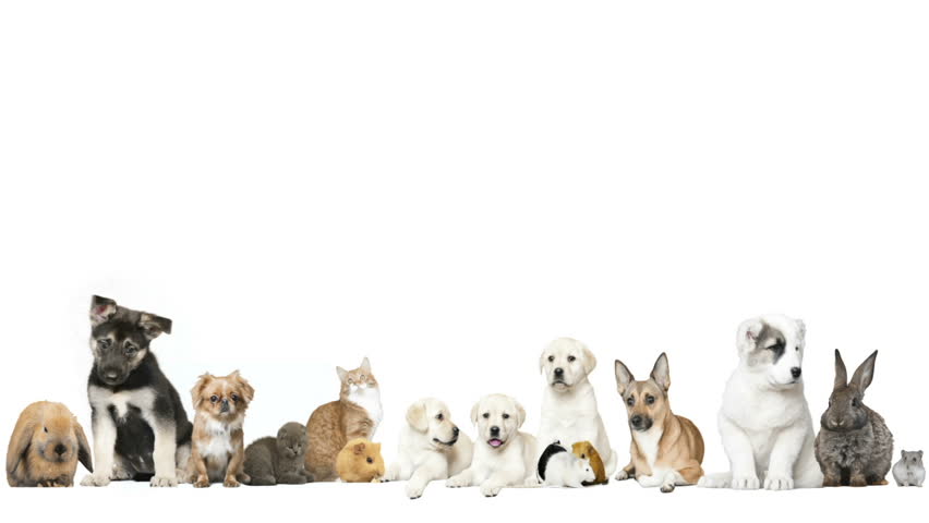 Detail Background For Dog Photos Nomer 38