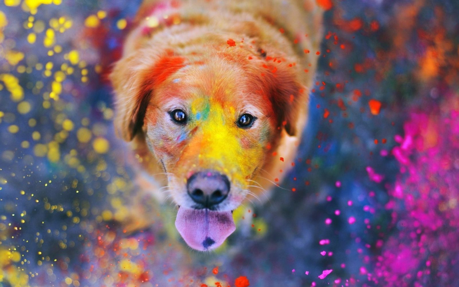 Detail Background For Dog Photos Nomer 40