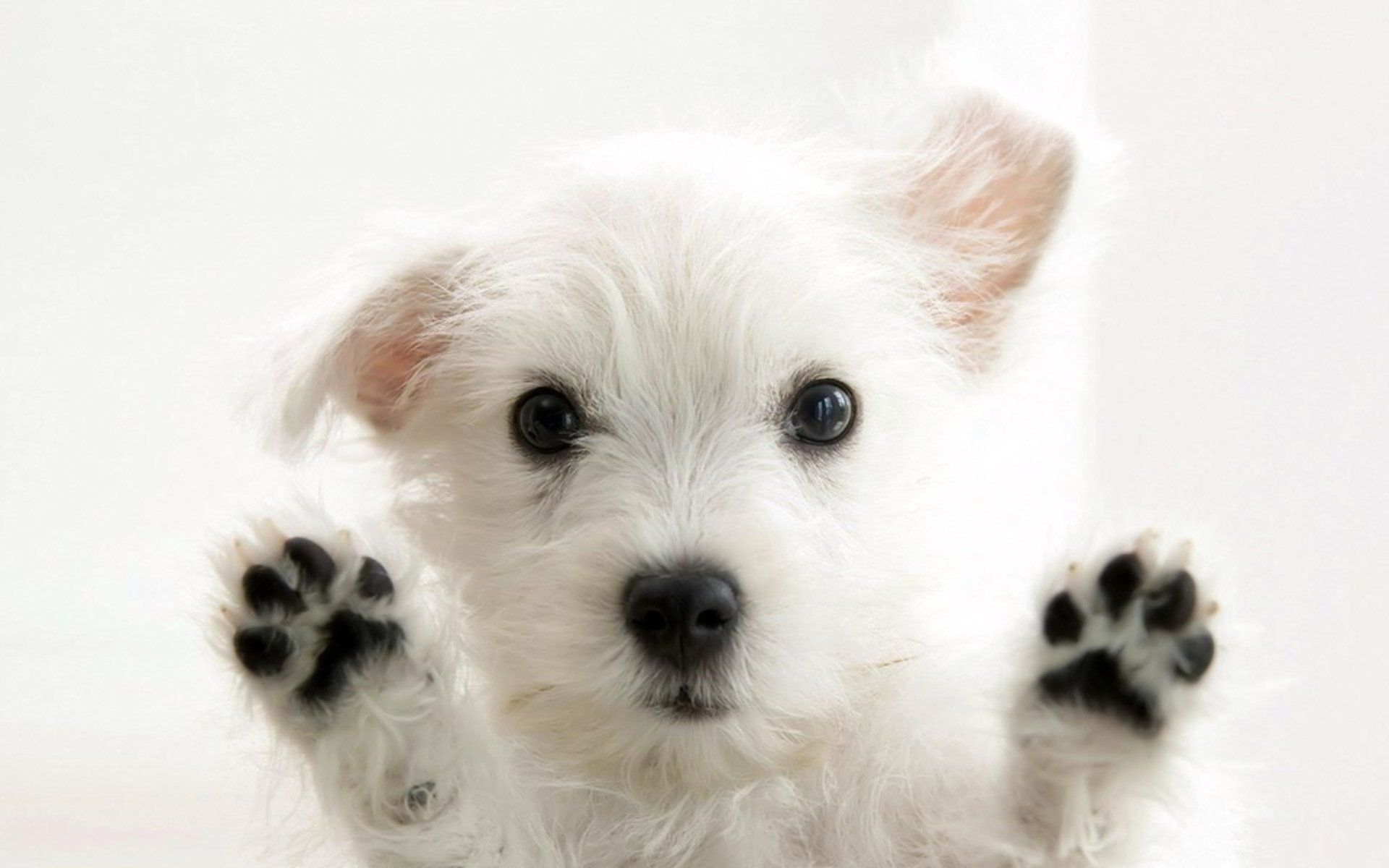 Detail Background For Dog Photos Nomer 49