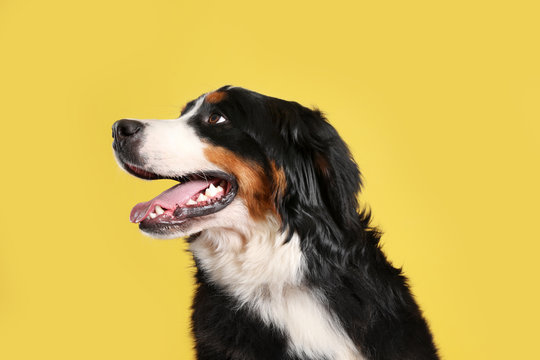 Detail Background For Dog Photos Nomer 52