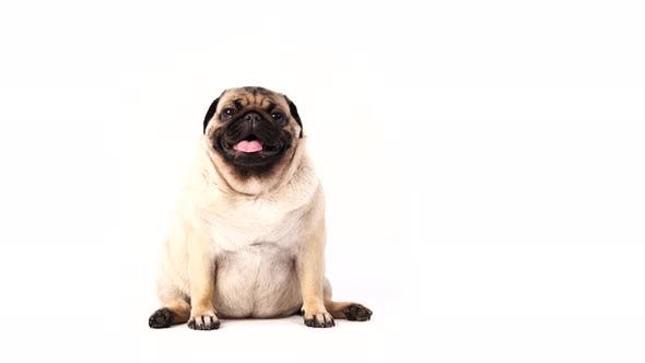 Detail Background For Dog Photos Nomer 54