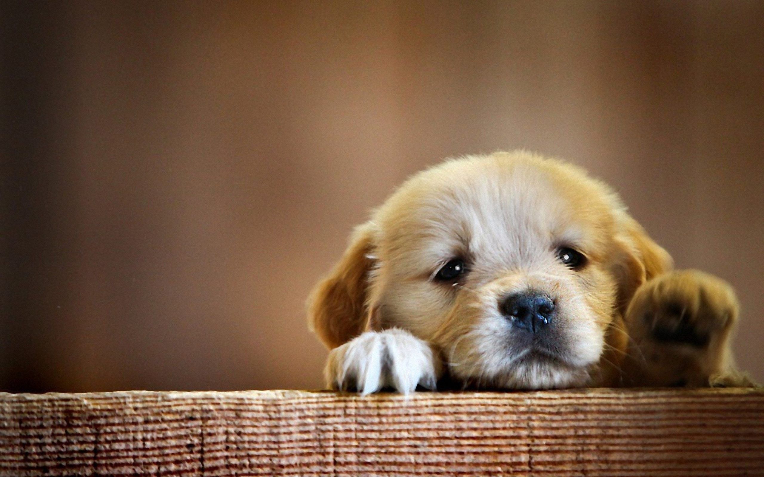 Detail Background For Dog Photos Nomer 58