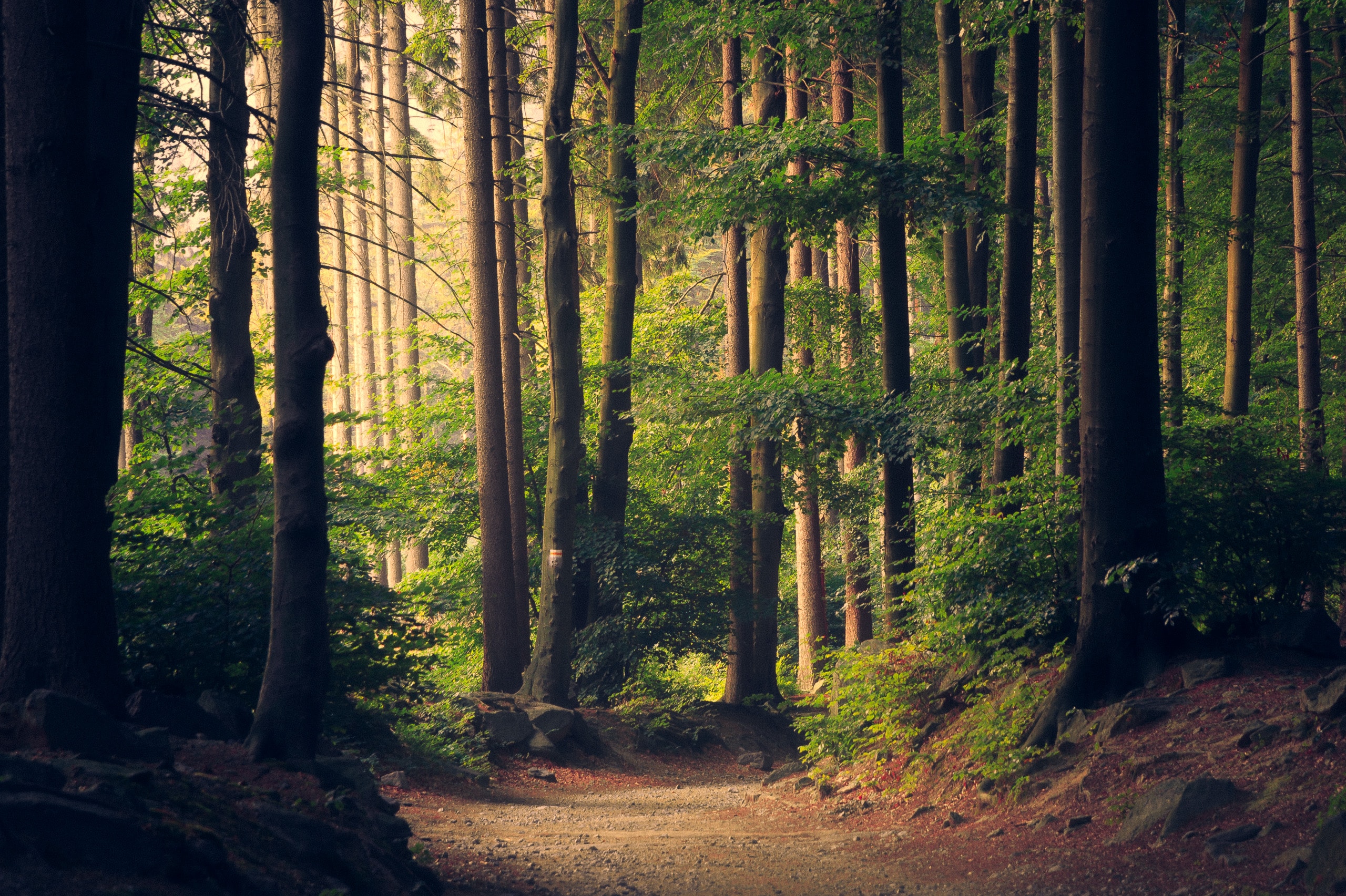 Detail Background Forest Hd Nomer 3