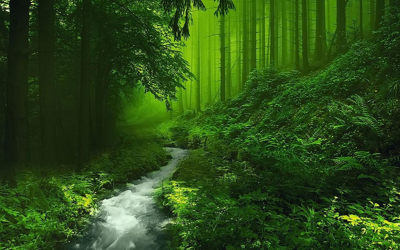 Detail Background Forest Hd Nomer 5