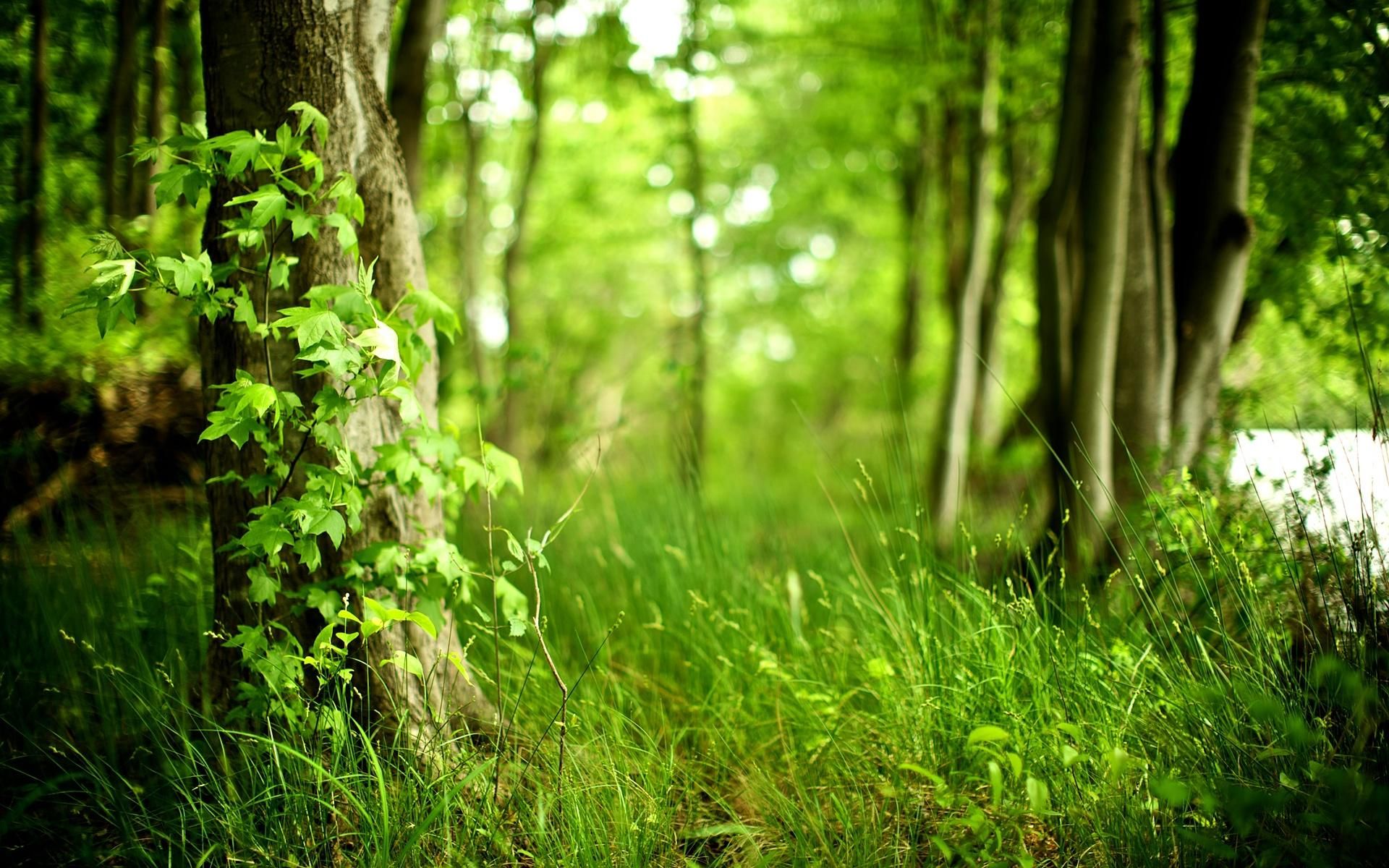 Detail Background Forest Hd Nomer 10