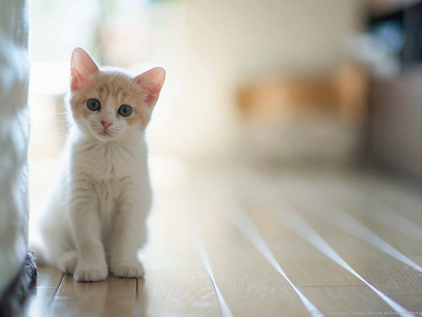Detail Background Gambar Kucing Nomer 10