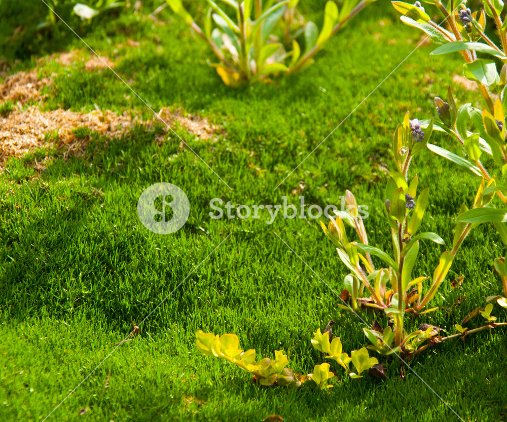 Detail Background Garden Nomer 46