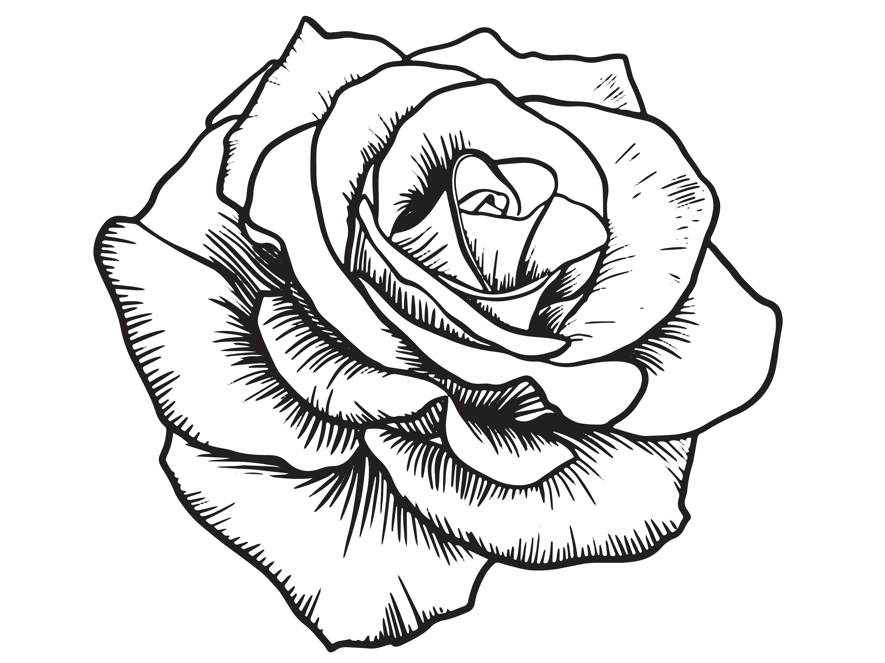 Black Rose Logo - KibrisPDR