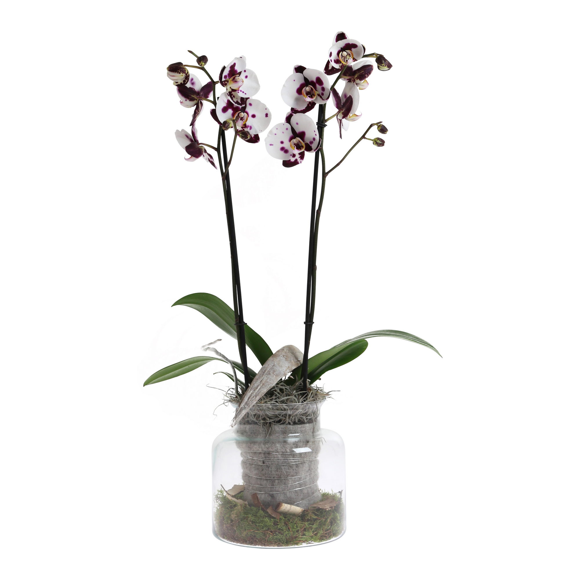 Orchideen Arrangement Im Glas - KibrisPDR
