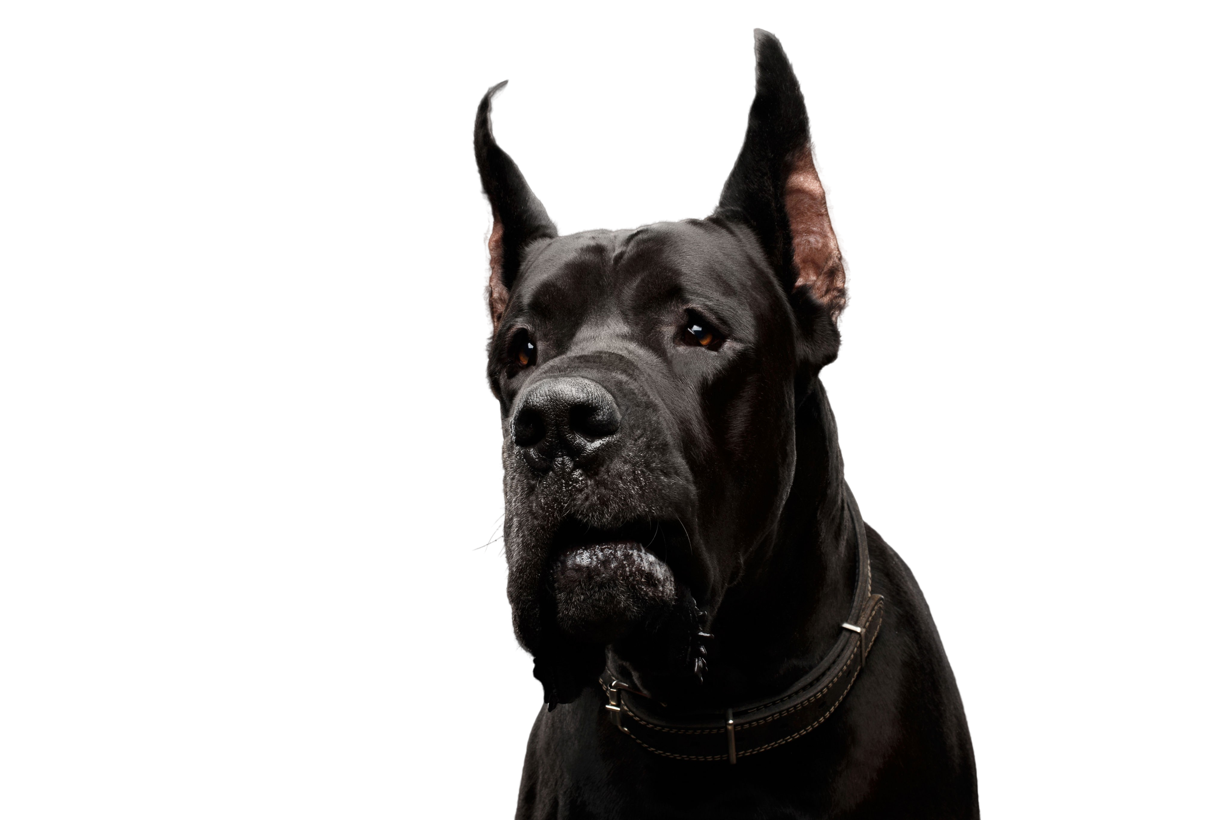 Schwarzer Wolfshund - KibrisPDR