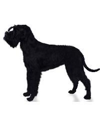 Detail Schwarzer Wolfshund Nomer 2