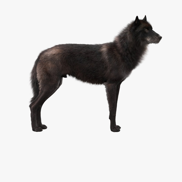 Detail Schwarzer Wolfshund Nomer 3