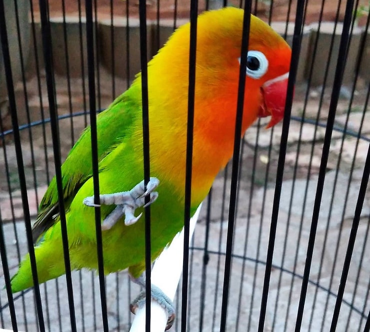 Detail Bahasa Burung Lovebird Nomer 2