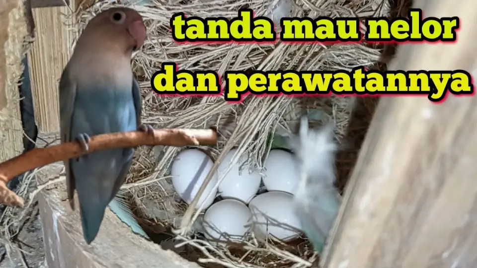 Detail Bahasa Burung Lovebird Nomer 19