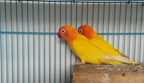 Detail Bahasa Burung Lovebird Nomer 21