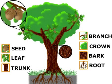 Detail Bahasa Inggris Batang Pohon Nomer 2