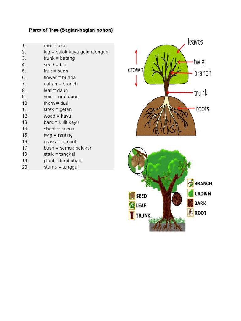 Detail Bahasa Inggris Batang Pohon Nomer 10