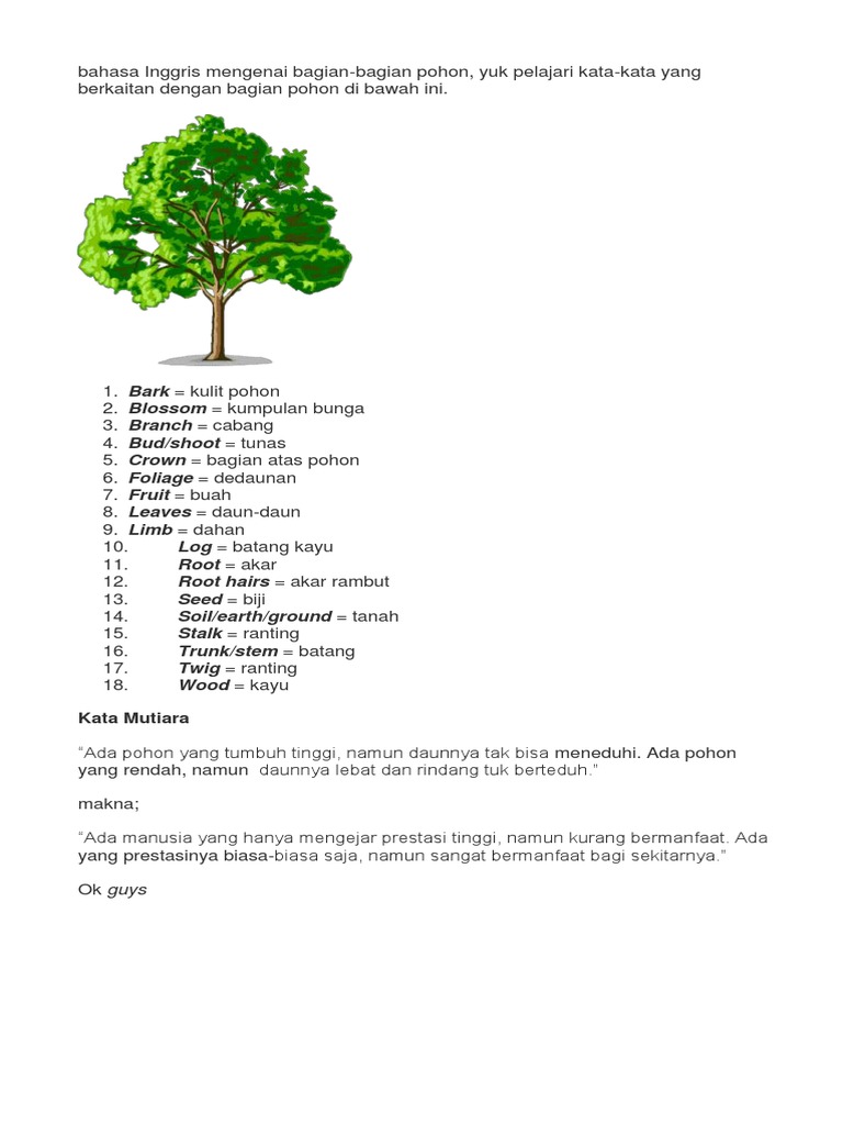 Detail Bahasa Inggris Batang Pohon Nomer 5