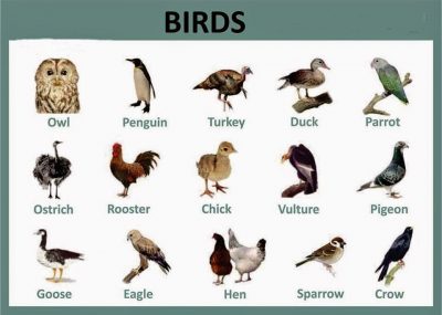 Bahasa Inggris Burung Pipit - KibrisPDR