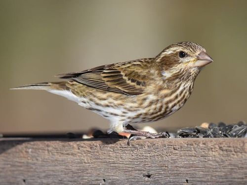 Detail Bahasa Inggris Burung Pipit Nomer 12