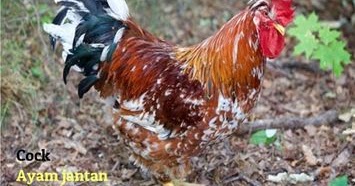 Detail Bahasa Inggris Daging Ayam Nomer 43