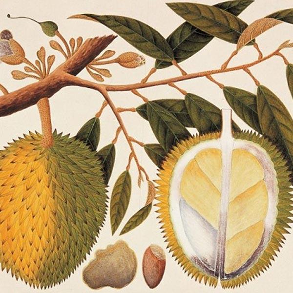 Detail Bahasa Inggris Durian Adalah Nomer 31