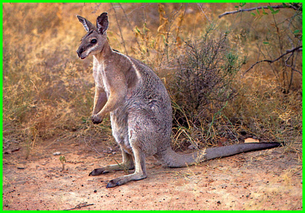 Detail Bahasa Inggris Kanguru Nomer 11