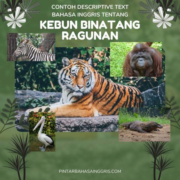 Detail Bahasa Inggris Kebun Binatang Nomer 23