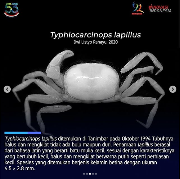 Detail Bahasa Inggris Kepiting Nomer 35