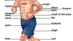 Detail Bahasa Inggris Leher Nomer 6